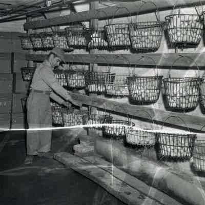 A photo of eggs at Coleman Farms.