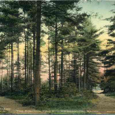 Bowdoin Pines