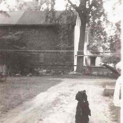 Dog Sitting in a Driveway