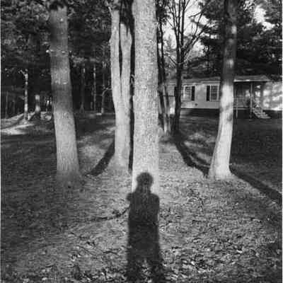 trees at Linnhaven residence.