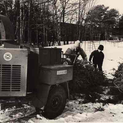 A photo view of recycling Xmas trees. 1/14/1992.