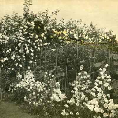 Wantage Gardens
