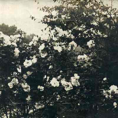 Wantage Rose Garden