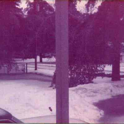Trees Near the Pine Spring Water Company Building