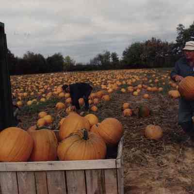 A photo view of two pumpkin pickers. 10/6/1989.