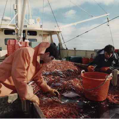 A photo view of fishermen sorting shrimp. 2/6/1990.