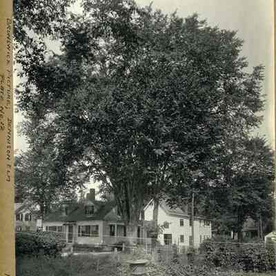 Dennison Elm