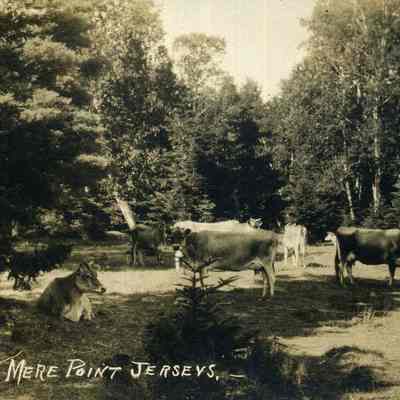 Jersey Cows at Mere Point
