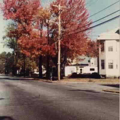Tree with Fall Foliage