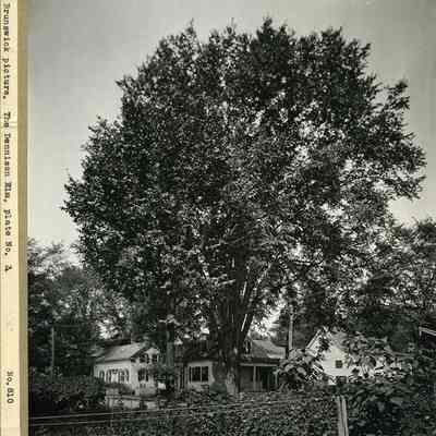 Dennison Elm