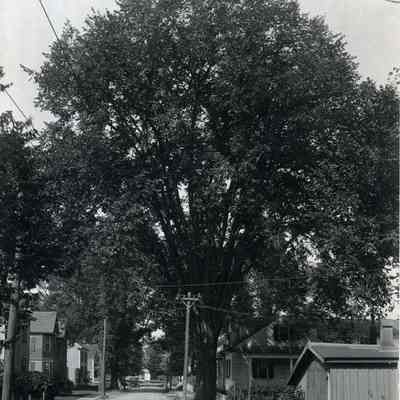 The Dennison Elm