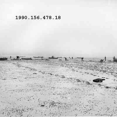 Moving Quahogs to Barren Area