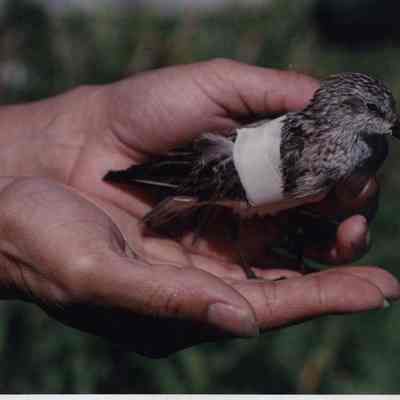 A photo view of an injured bird. 9/36/1989.