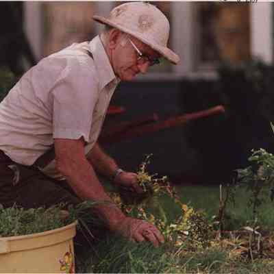 A photo view of a gardener pulling weeds. 8/6/1987.