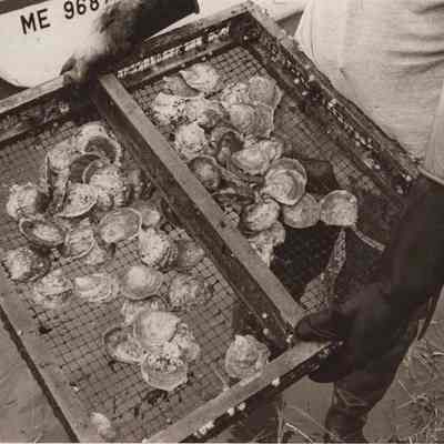 A photo view of a tray of oysters. 9/10/1979.