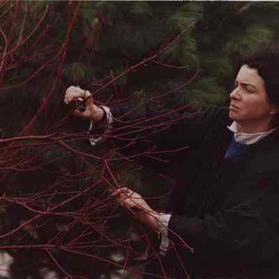 A photo view of a woman pruning a bush. 4//8/1988.