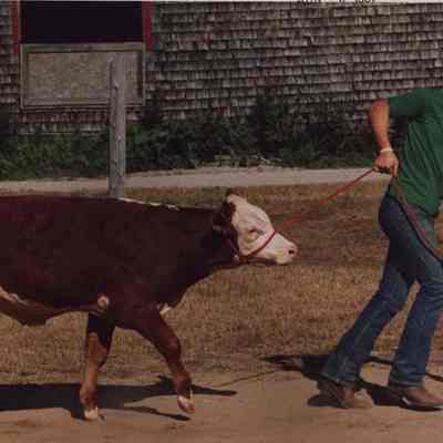 A photo view of a man leading a young beef animal. 8/13/1987.