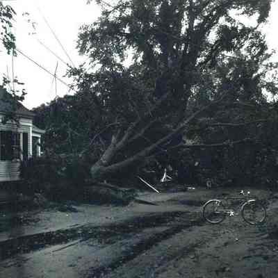 A photo of a tree blown down on Middle Street. 9/12/1954.