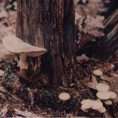 A photo view of some mushrooms. 10/30/1989.