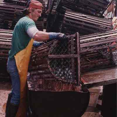 A photo view of a man dipping lobster traps. pre 1980