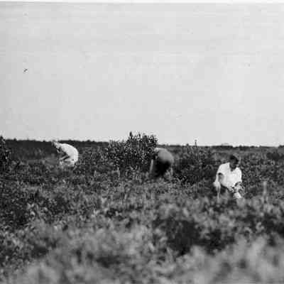 People Picking Blueberries