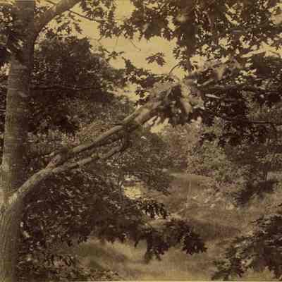 A photo of the Cove behind the Domhegan House.