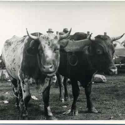 Topsham Fair, oxen, winning pair, 1940s