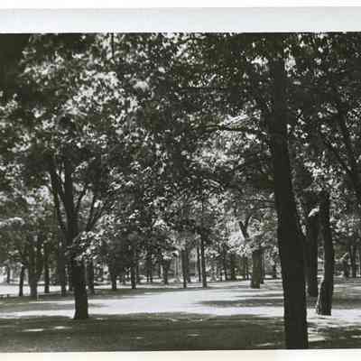 Bowdoin College Campus Trees