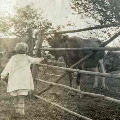Little Girl Feeding Cow