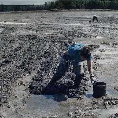 A photo view of Kathy Geroux digging worms at Mere Point. 5/9/1991.