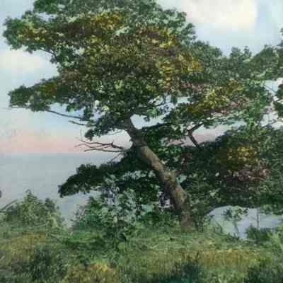 Tree at Mere Point