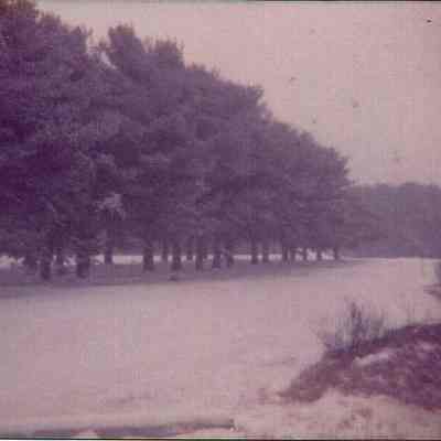 Trees Near the Pine Spring Water Company Building