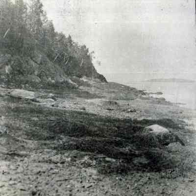 Rocky Shore