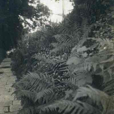 Fern Bank