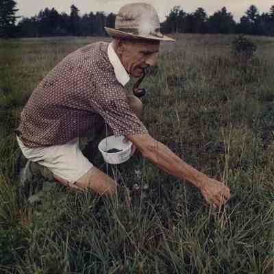 A photo view of picking blueberries. 8/12/1988.