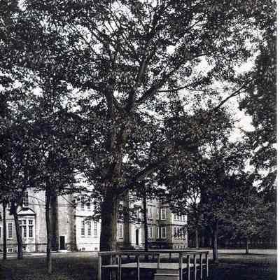 Thorndike Oak