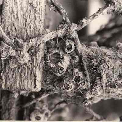 A photo view of an old discarded lobster trap.