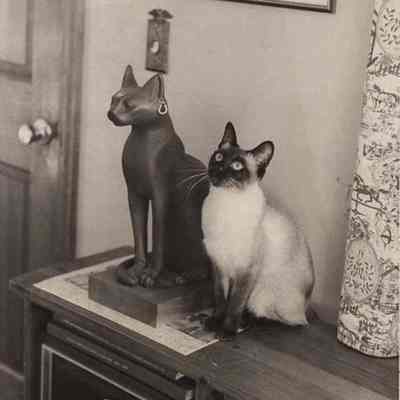 A photo view of Bea Walker's cat. 1/16/1979.