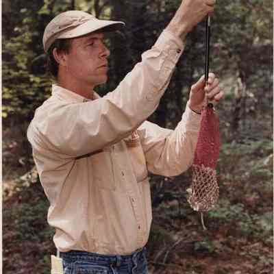 A photo view of Jack Witham weighing a mouse. 8/25/1991.