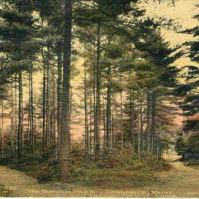 Bowdoin Pines