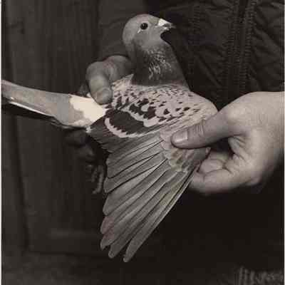 A photo view of a pigeon being held. 11/30/1992.