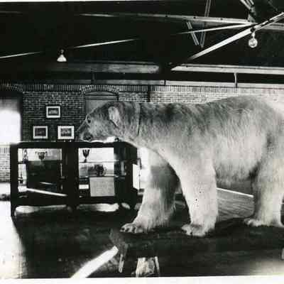 Bowdoin College Polar Bear