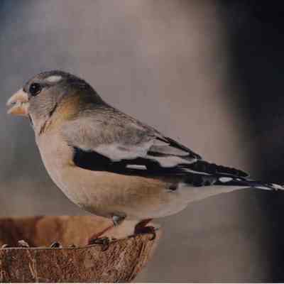 A photo view of a female Grossbeak. 1/8/1989.