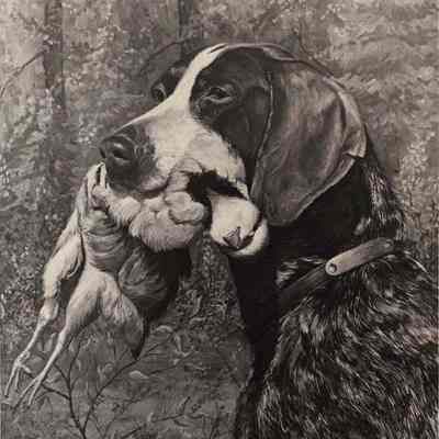 A photo view of a painting of a hunting dog. 1/19/1981.