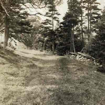 A Forest Lane