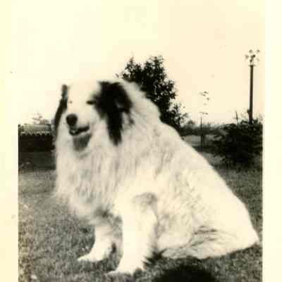 "Pal" Cutler, Thelma' Cutler's family dog