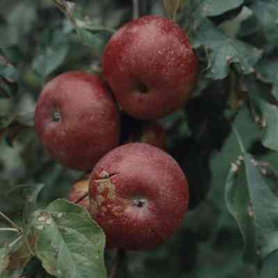 A photo view of apples on a tree. 10/2/1989.
