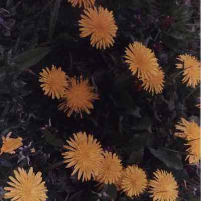 A photo view of some flowers. 5//22/1989.