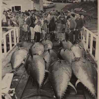 Tuna Fish on Bailey Island Wharf