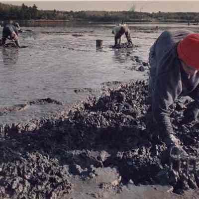 A photo view of Ray Trombley digging in newly opened flats.11/20/1991.